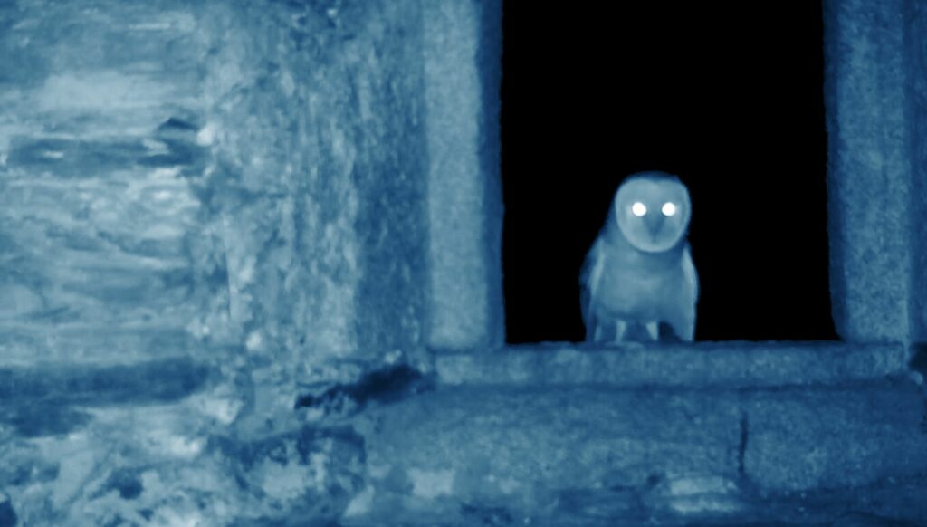 El coloquio de los pájaros