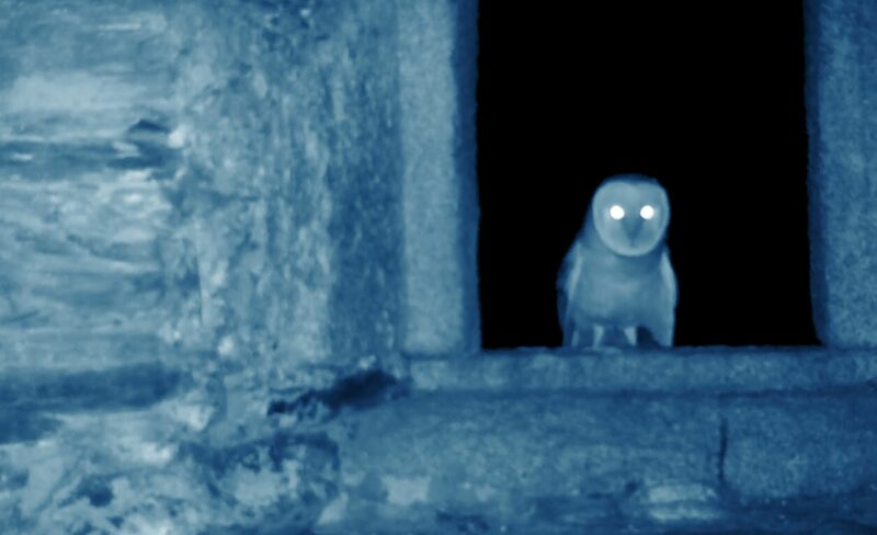 El coloquio de los pájaros