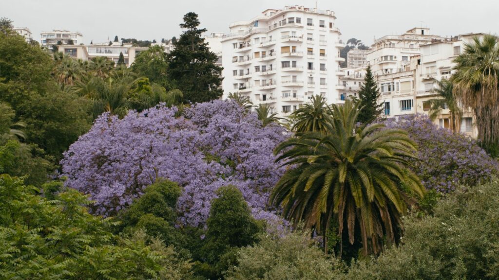 Alea Jacarandas