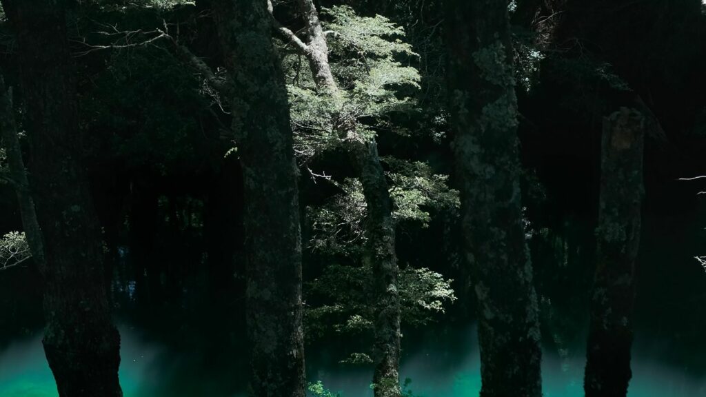Bosque arriba en la montaña