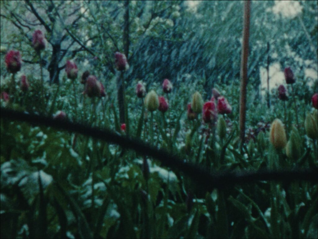 Invierno Flores Jardín