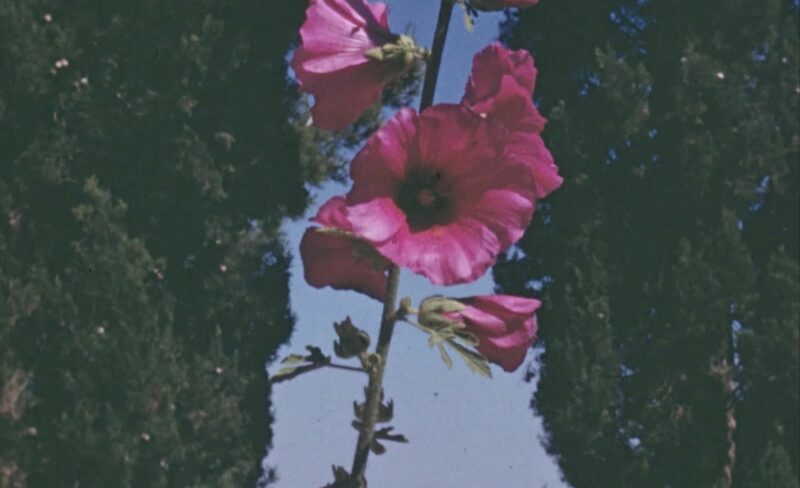 The Flowers Stand Silently, Witnessing