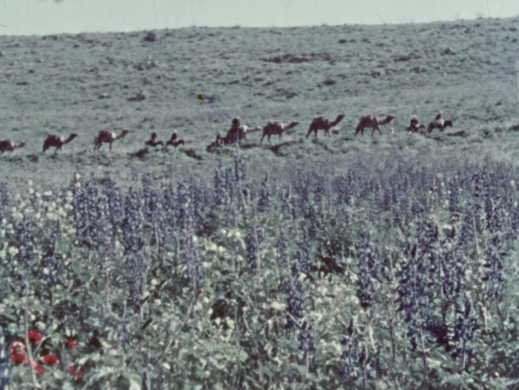 The Flowers Stand Silently, Witnessing