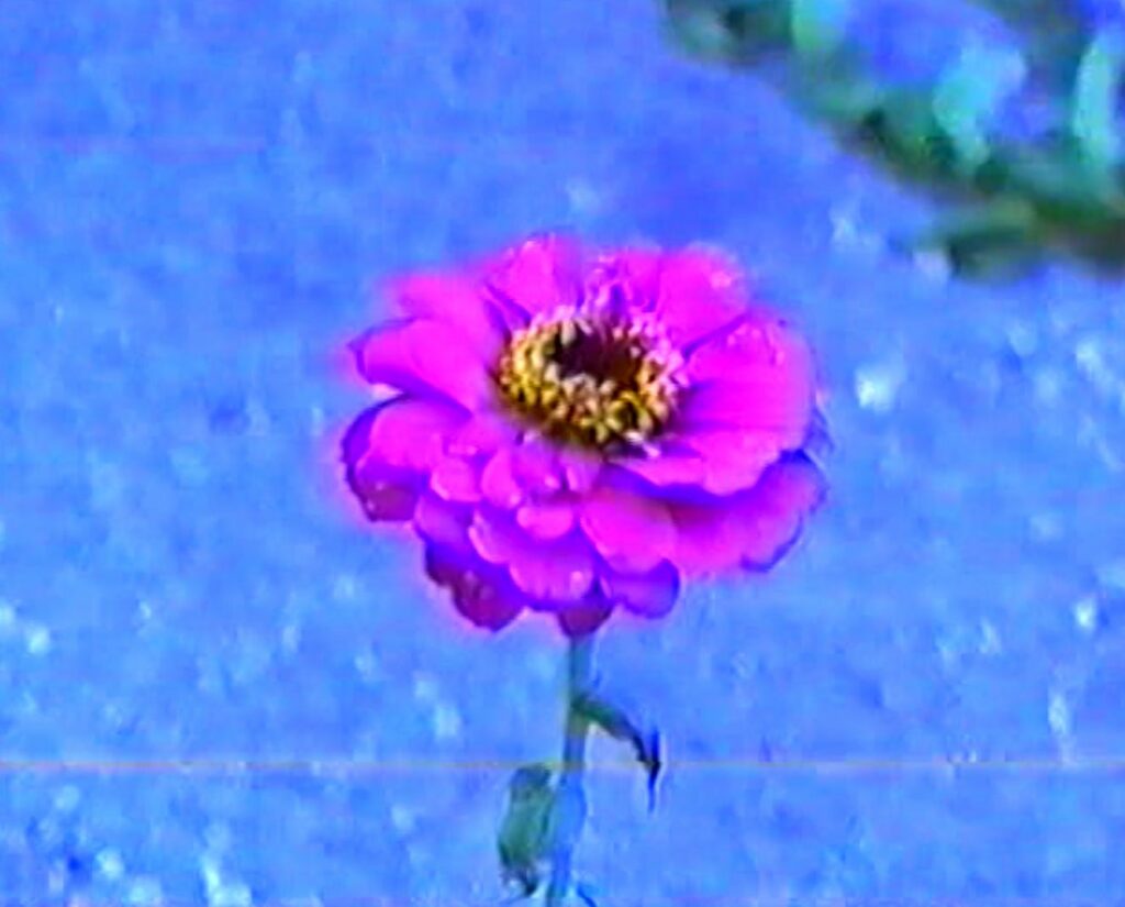 Wild Flowers